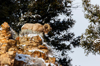 Big Horn