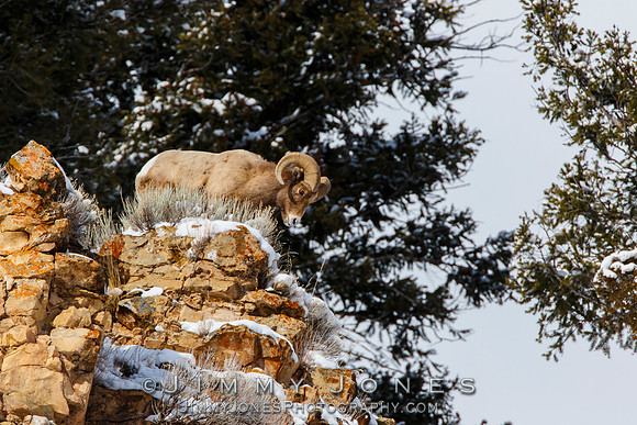 Big Horn