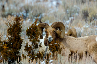 Bighorn