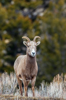 Big Horn