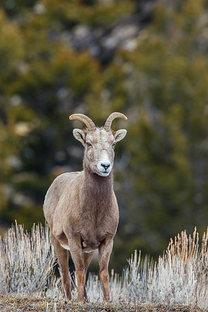 Big Horn