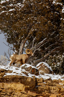 Big Horn