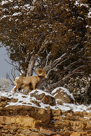 Big Horn