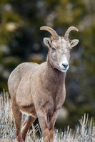 Big Horn