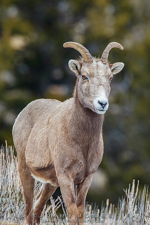 Big Horn