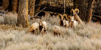 Big Horn