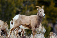 Big Horn