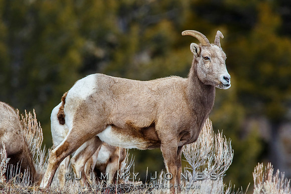 Big Horn