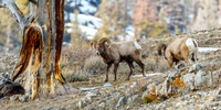 Big Horn