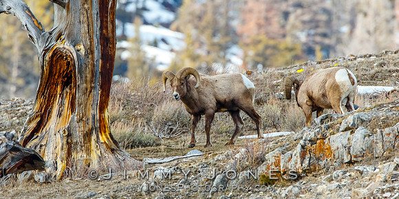 Big Horn