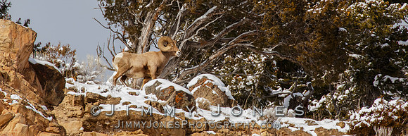 Big Horn
