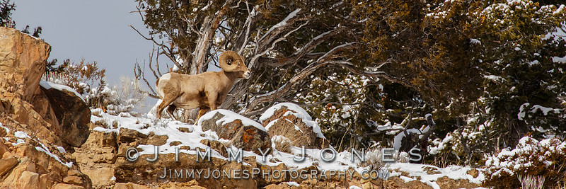 Big Horn