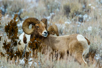 Big Horn