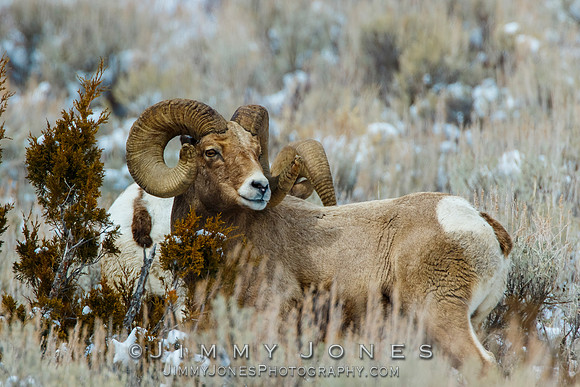 Big Horn