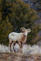 Big Horn