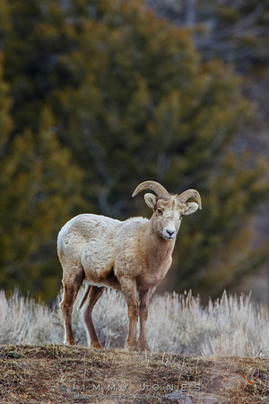 Big Horn