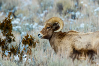 Big Horn