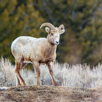 Big Horn