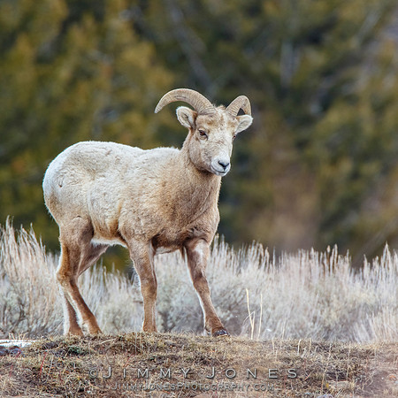 Big Horn