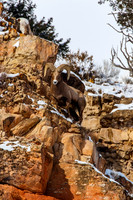 Big Horn