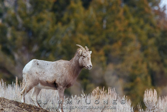 Big Horn