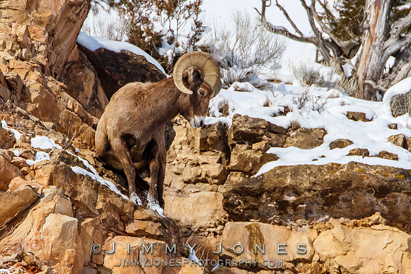 Big Horn