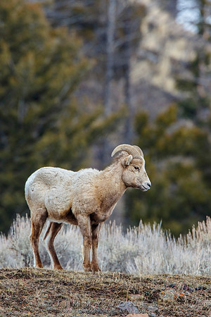 Big Horn