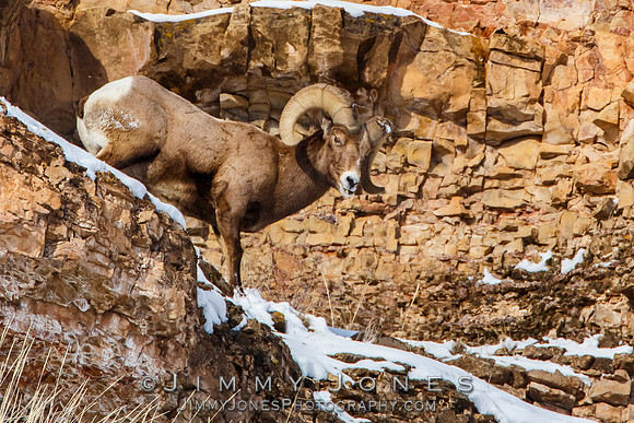 Big Horn