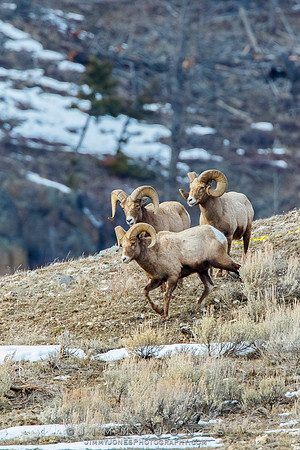 Big Horn