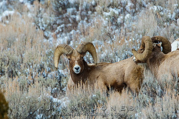 Big Horn