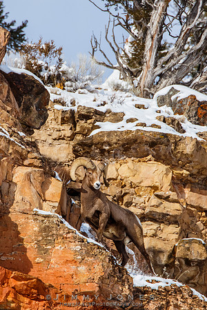 Big Horn