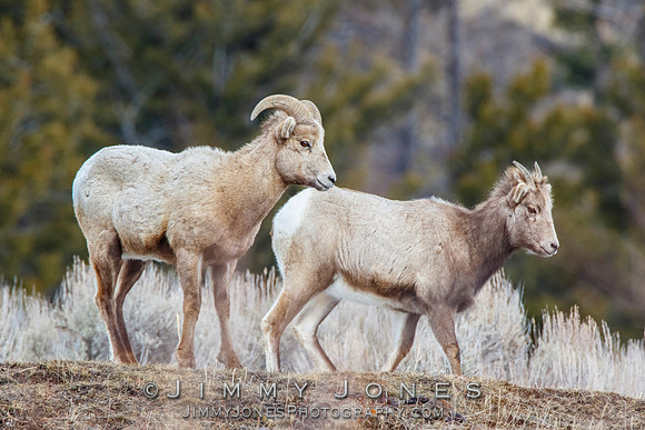 Big Horn