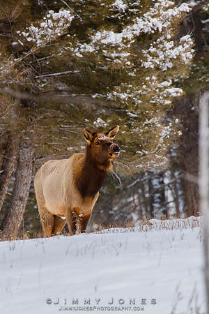 Elk Cow