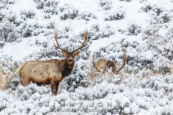 Bull Elk