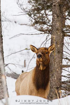 Elk Cow