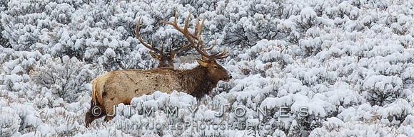Bull Elk