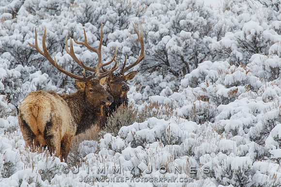 Bull Elk