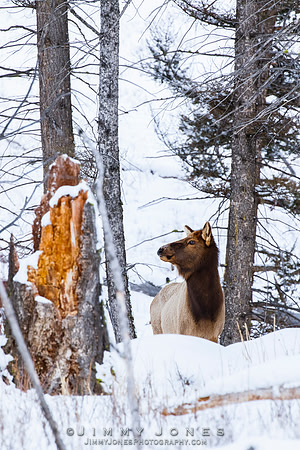 Elk Cow