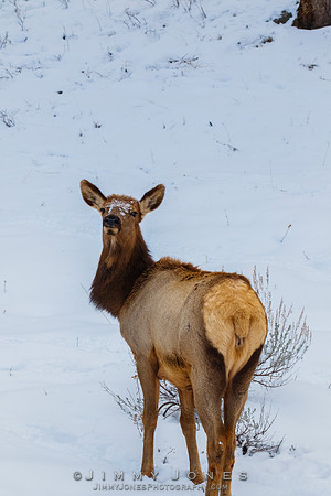 Elk Cow