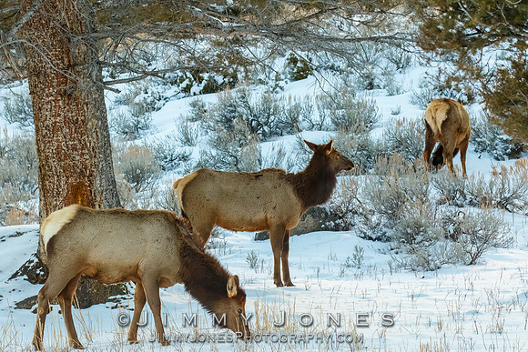 Elk Cows