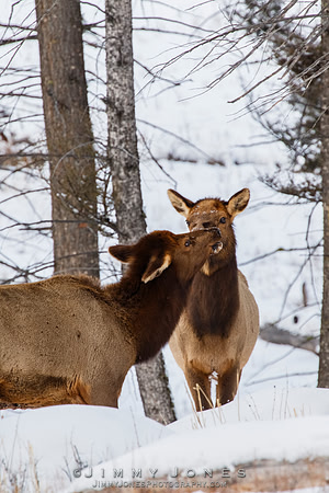 Elk Cows