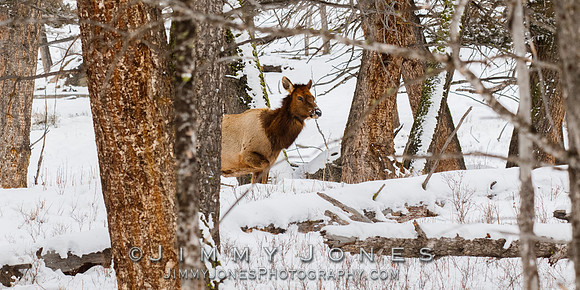 Elk Cow