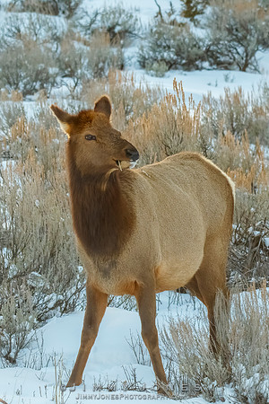 Elk Cow