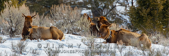 Sleeping Elk Cows