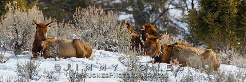 Sleeping Elk Cows