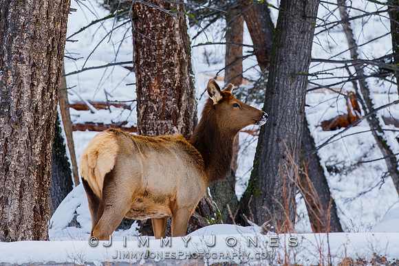 Elk Cow