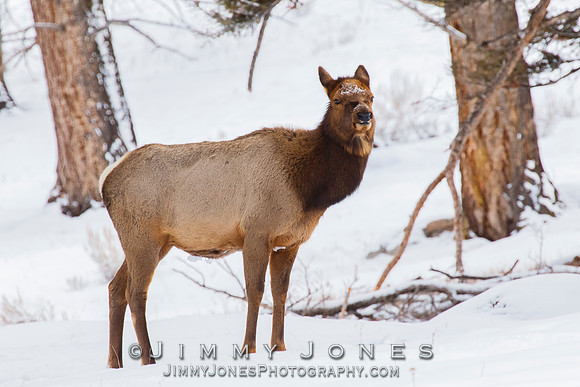 Elk Cow