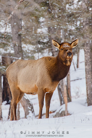 Elk Cow