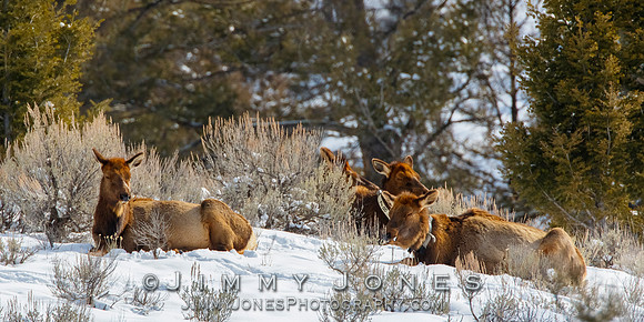 Sleeping Elk Cows