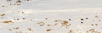 Junction Butte Wolves